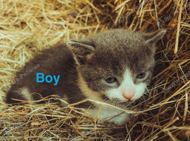 kittens