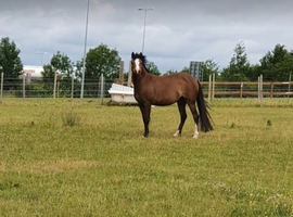 Welsh Section a mare pony 12.2h