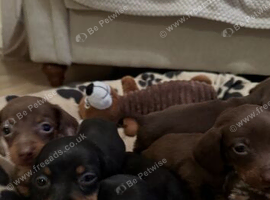 Beautiful Miniature Daschund