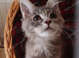Stunning Russian bloodline kittens