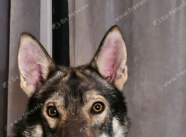 Wolfdog husky