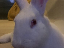 Rehome Marshmallow