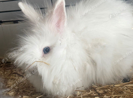 2 female teddydwerg bunnies