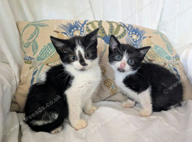 Very pretty kittens, wormed/flead/litter trained &pound;80
