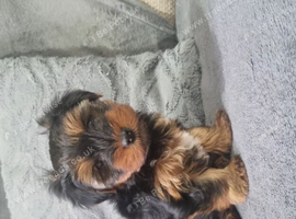 Yorkshire terrier puppy