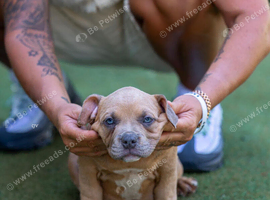 American pocket bullies
