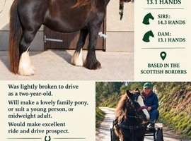 Bay Cob Filly 3yrs old, Rising 13.1HH