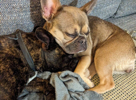 Female Frenchie 1.5yrs old