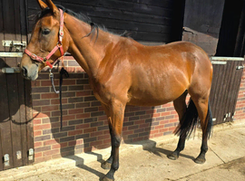 Lovely 3yr Irish Sports Horse