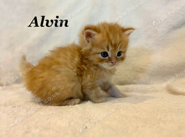 Six absolutely stunning Persian Kittens