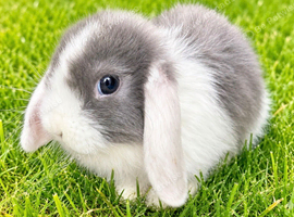 REDUCED5 beautiful baby mini lop bunny&rsquo;s