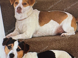 Pure Breed Jack Russell Pups