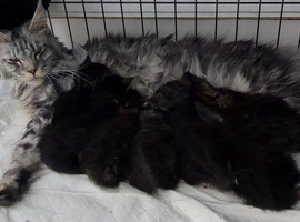 Champion Sired Maine Coon Kittens TICA Registered
