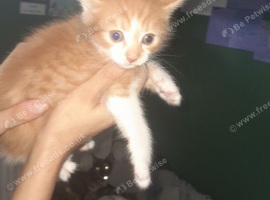Beautiful kittens for sale