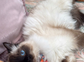 Ragdoll mixed kittens