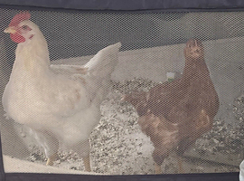 Chickens