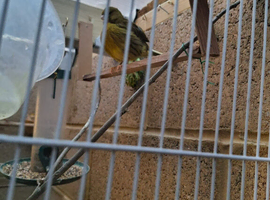 2 female canaries for sale