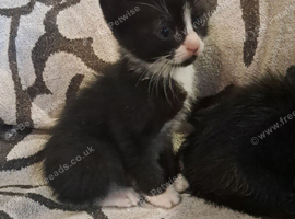 Beautiful kittens