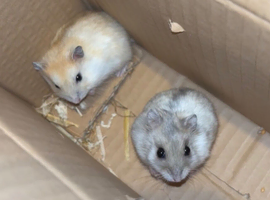 2 female hamsters.