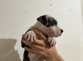 Staffy Puppies
