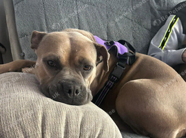 3 year old female