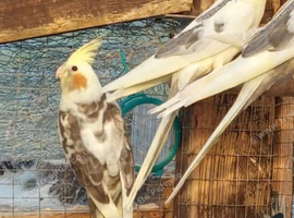 Pied and normal babies ready this weekend