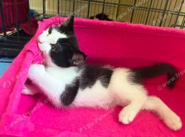 READY NOW! Gorgeous Black & White Kittens Looking For Homes!