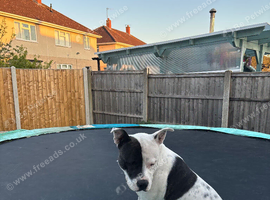 Dog for rehome