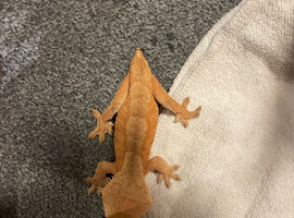 PROVEN RED FEMALE CRESTED GECKO