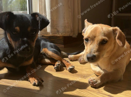 Two Lovely Jack Russells
