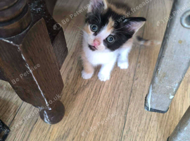 For sale kittens