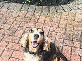 adult cocker spaniel