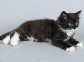 16 week old fluffy kitten