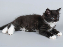 Stunning litter of 6 kittens