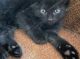 3 black female kittens