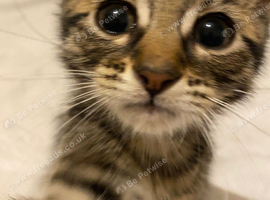Gorgeous bengal kitten