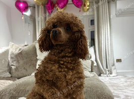 Toy poodle