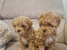 Sweet maltipoo