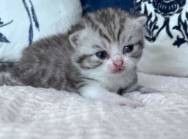 Beautiful British shorthair kittens