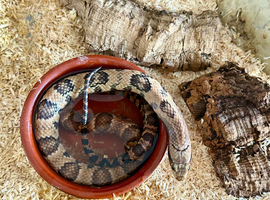 1.1 false water cobras