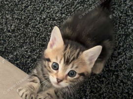 8week old female torbie kitten