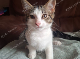 Male kitten and felame kitten