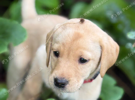 *Only 2 left* Beautiful Labrador Pups