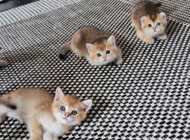 Chunky Scottish kittens