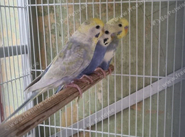 This years baby budgies.
