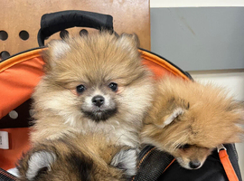 Beautiful KC Pomeranian Lola