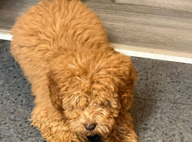 Beautiful female cockapoo