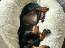 Black and Tan dachshund male