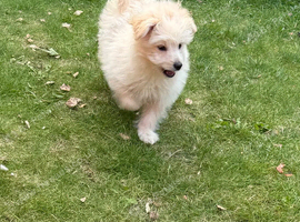 Pomapoo puppies