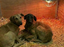 Saluki